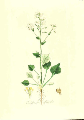 Reproducción/Reproduction 6032570514: Flora medica, oder, Abbildung der wichtigsten officinellen Pflanzen Jena,August Schmid,1831 [i.e. 1829-1831] 