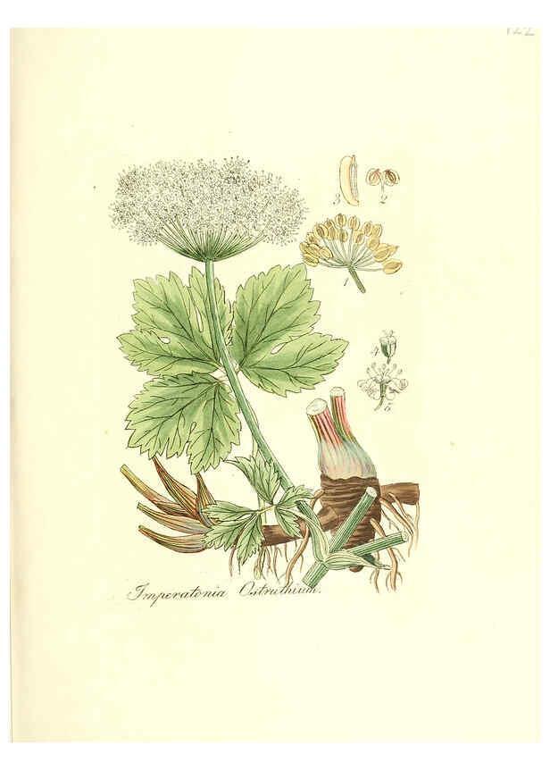Reproducción/Reproduction 6031997499: Flora medica, oder, Abbildung der wichtigsten officinellen Pflanzen Jena,August Schmid,1831 [i.e. 1829-1831] 