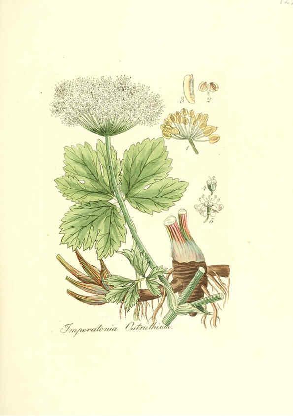 Reproducción/Reproduction 6031997499: Flora medica, oder, Abbildung der wichtigsten officinellen Pflanzen Jena,August Schmid,1831 [i.e. 1829-1831] 