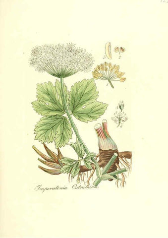 Reproducción/Reproduction 6031997499: Flora medica, oder, Abbildung der wichtigsten officinellen Pflanzen Jena,August Schmid,1831 [i.e. 1829-1831] 