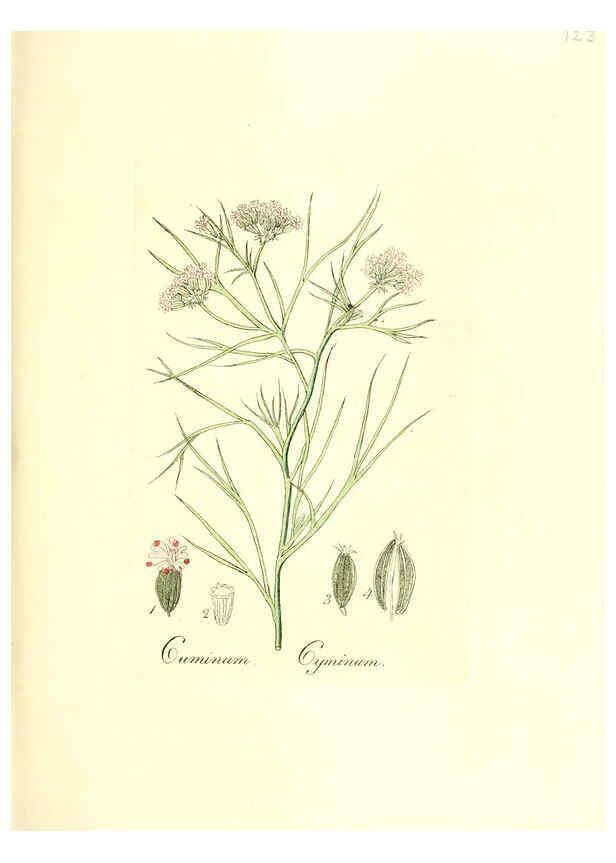 Reproducción/Reproduction 6031997777: Flora medica, oder, Abbildung der wichtigsten officinellen Pflanzen Jena,August Schmid,1831 [i.e. 1829-1831] 