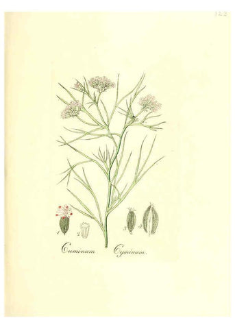 Reproducción/Reproduction 6031997777: Flora medica, oder, Abbildung der wichtigsten officinellen Pflanzen Jena,August Schmid,1831 [i.e. 1829-1831] 