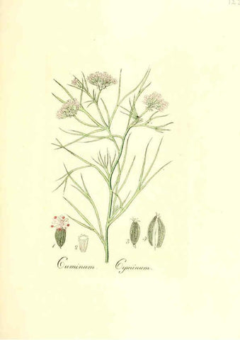 Reproducción/Reproduction 6031997777: Flora medica, oder, Abbildung der wichtigsten officinellen Pflanzen Jena,August Schmid,1831 [i.e. 1829-1831] 
