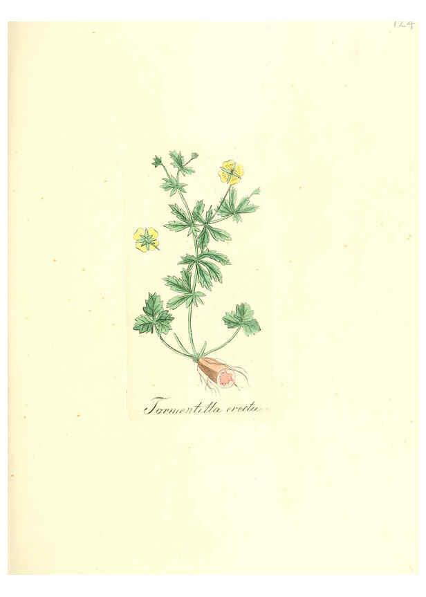 Reproducción/Reproduction 6031997981: Flora medica, oder, Abbildung der wichtigsten officinellen Pflanzen Jena,August Schmid,1831 [i.e. 1829-1831] 