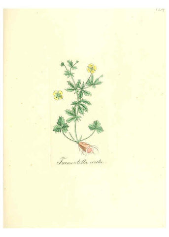 Reproducción/Reproduction 6031997981: Flora medica, oder, Abbildung der wichtigsten officinellen Pflanzen Jena,August Schmid,1831 [i.e. 1829-1831] 
