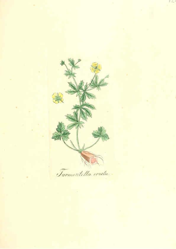 Reproducción/Reproduction 6031997981: Flora medica, oder, Abbildung der wichtigsten officinellen Pflanzen Jena,August Schmid,1831 [i.e. 1829-1831] 