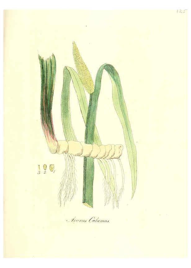 Reproducción/Reproduction 6032557300: Flora medica, oder, Abbildung der wichtigsten officinellen Pflanzen Jena,August Schmid,1831 [i.e. 1829-1831] 