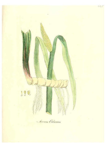 Reproducción/Reproduction 6032557300: Flora medica, oder, Abbildung der wichtigsten officinellen Pflanzen Jena,August Schmid,1831 [i.e. 1829-1831] 
