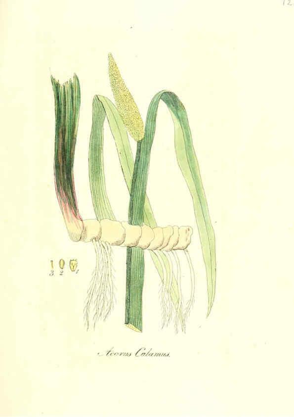 Reproducción/Reproduction 6032557300: Flora medica, oder, Abbildung der wichtigsten officinellen Pflanzen Jena,August Schmid,1831 [i.e. 1829-1831] 