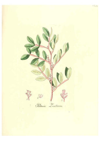 Reproducción/Reproduction 6031998453: Flora medica, oder, Abbildung der wichtigsten officinellen Pflanzen Jena,August Schmid,1831 [i.e. 1829-1831] 