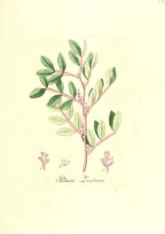 Reproducción/Reproduction 6031998453: Flora medica, oder, Abbildung der wichtigsten officinellen Pflanzen Jena,August Schmid,1831 [i.e. 1829-1831] 