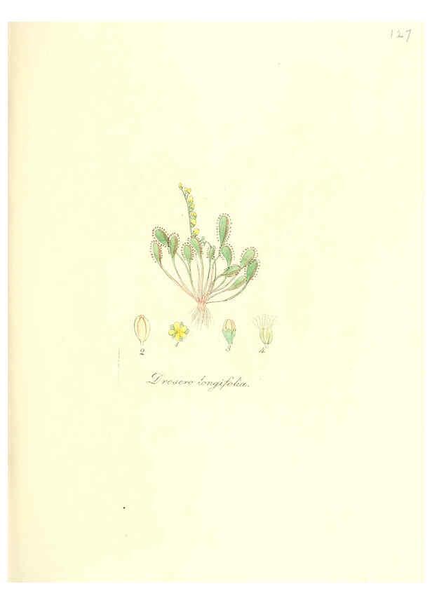 Reproducción/Reproduction 6032557700: Flora medica, oder, Abbildung der wichtigsten officinellen Pflanzen Jena,August Schmid,1831 [i.e. 1829-1831] 