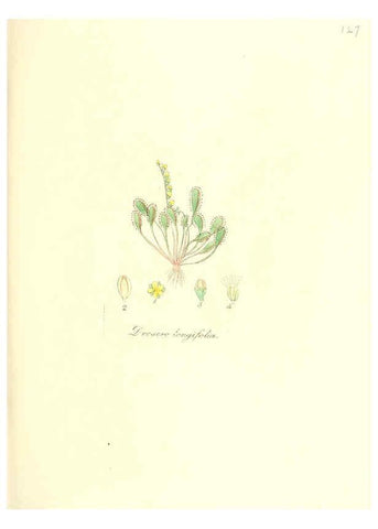 Reproducción/Reproduction 6032557700: Flora medica, oder, Abbildung der wichtigsten officinellen Pflanzen Jena,August Schmid,1831 [i.e. 1829-1831] 