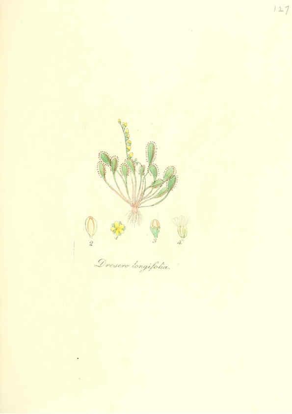 Reproducción/Reproduction 6032557700: Flora medica, oder, Abbildung der wichtigsten officinellen Pflanzen Jena,August Schmid,1831 [i.e. 1829-1831] 
