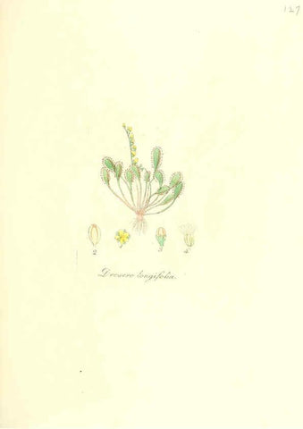 Reproducción/Reproduction 6032557700: Flora medica, oder, Abbildung der wichtigsten officinellen Pflanzen Jena,August Schmid,1831 [i.e. 1829-1831] 