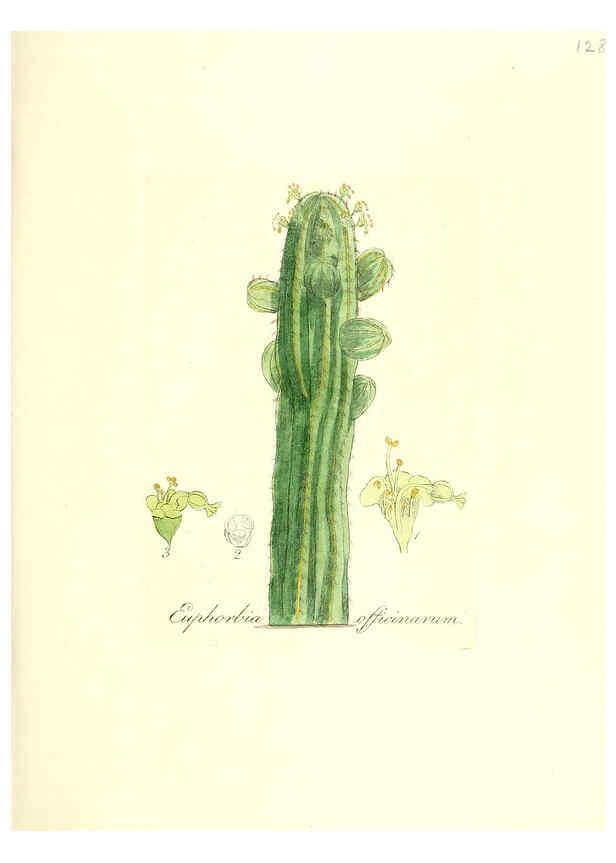 Reproducción/Reproduction 6032557872: Flora medica, oder, Abbildung der wichtigsten officinellen Pflanzen Jena,August Schmid,1831 [i.e. 1829-1831] 