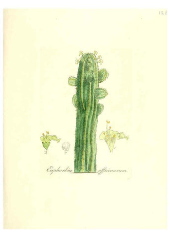 Reproducción/Reproduction 6032557872: Flora medica, oder, Abbildung der wichtigsten officinellen Pflanzen Jena,August Schmid,1831 [i.e. 1829-1831] 