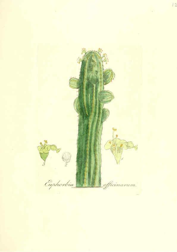 Reproducción/Reproduction 6032557872: Flora medica, oder, Abbildung der wichtigsten officinellen Pflanzen Jena,August Schmid,1831 [i.e. 1829-1831] 