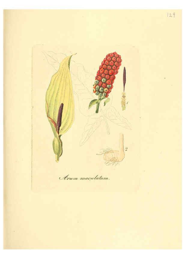 Reproducción/Reproduction 6032558074: Flora medica, oder, Abbildung der wichtigsten officinellen Pflanzen Jena,August Schmid,1831 [i.e. 1829-1831] 