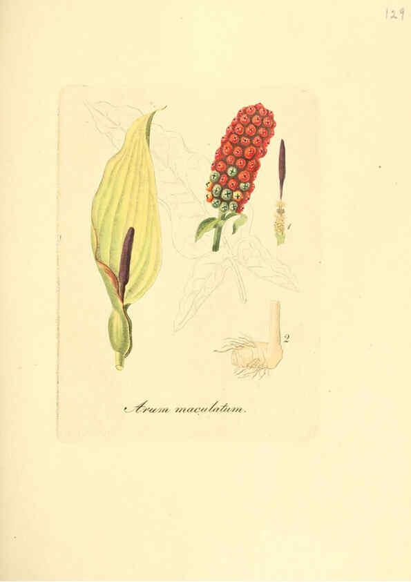 Reproducción/Reproduction 6032558074: Flora medica, oder, Abbildung der wichtigsten officinellen Pflanzen Jena,August Schmid,1831 [i.e. 1829-1831] 