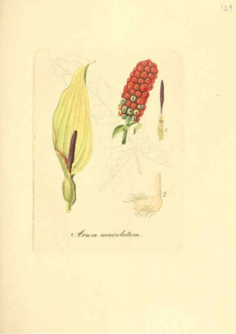 Reproducción/Reproduction 6032558074: Flora medica, oder, Abbildung der wichtigsten officinellen Pflanzen Jena,August Schmid,1831 [i.e. 1829-1831] 