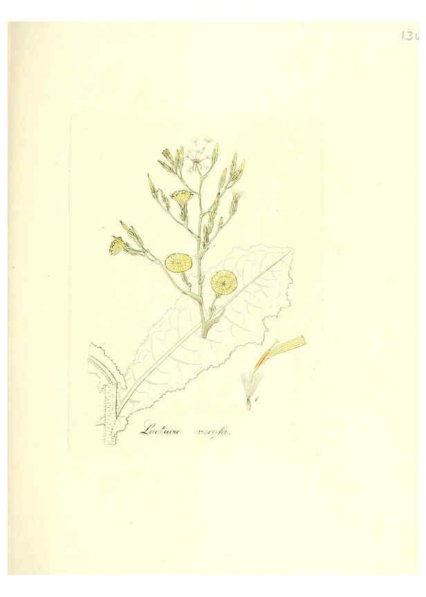 Reproducción/Reproduction 6032558342: Flora medica, oder, Abbildung der wichtigsten officinellen Pflanzen Jena,August Schmid,1831 [i.e. 1829-1831] 