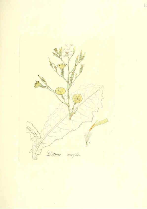 Reproducción/Reproduction 6032558342: Flora medica, oder, Abbildung der wichtigsten officinellen Pflanzen Jena,August Schmid,1831 [i.e. 1829-1831] 