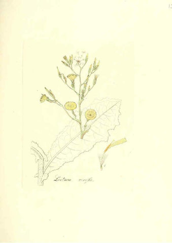 Reproducción/Reproduction 6032558342: Flora medica, oder, Abbildung der wichtigsten officinellen Pflanzen Jena,August Schmid,1831 [i.e. 1829-1831] 