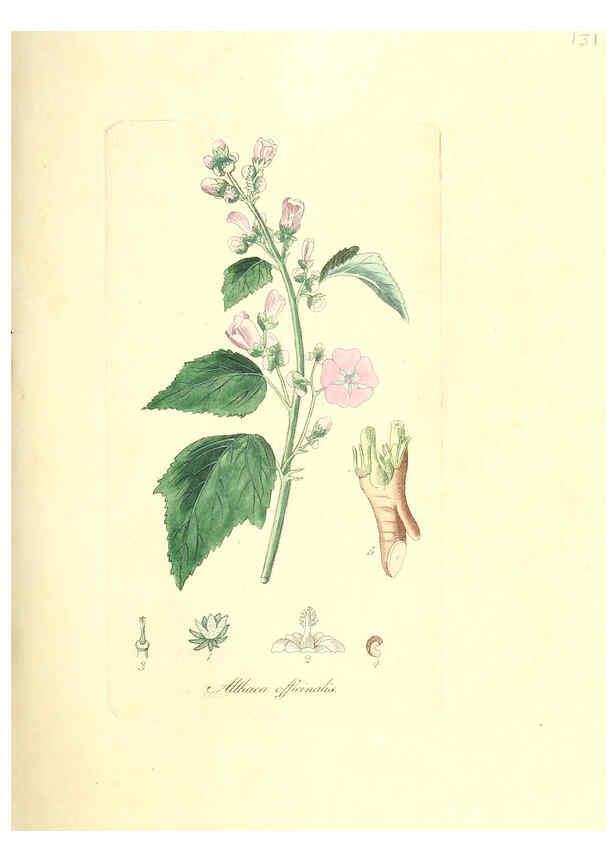 Reproducción/Reproduction 6031999419: Flora medica, oder, Abbildung der wichtigsten officinellen Pflanzen Jena,August Schmid,1831 [i.e. 1829-1831] 