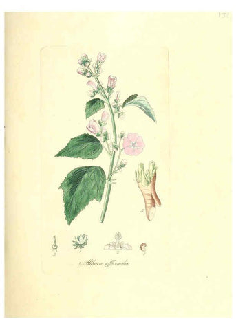 Reproducción/Reproduction 6031999419: Flora medica, oder, Abbildung der wichtigsten officinellen Pflanzen Jena,August Schmid,1831 [i.e. 1829-1831] 