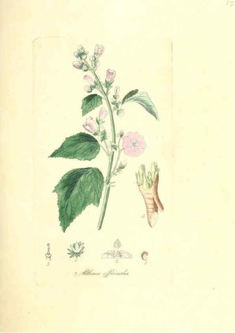 Reproducción/Reproduction 6031999419: Flora medica, oder, Abbildung der wichtigsten officinellen Pflanzen Jena,August Schmid,1831 [i.e. 1829-1831] 