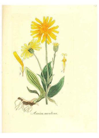 Reproducción/Reproduction 6031999619: Flora medica, oder, Abbildung der wichtigsten officinellen Pflanzen Jena,August Schmid,1831 [i.e. 1829-1831] 