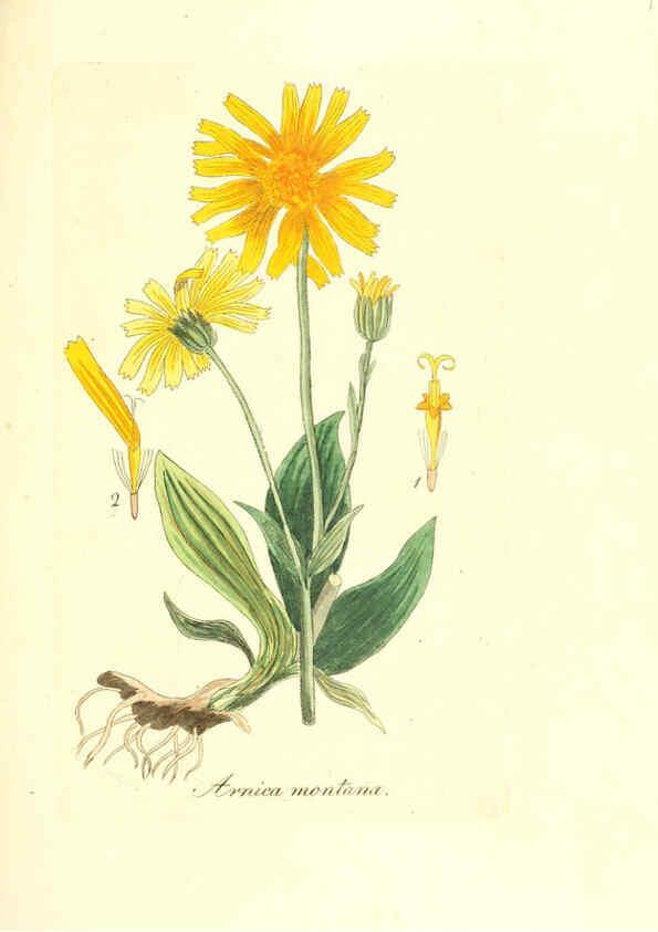 Reproducción/Reproduction 6031999619: Flora medica, oder, Abbildung der wichtigsten officinellen Pflanzen Jena,August Schmid,1831 [i.e. 1829-1831] 