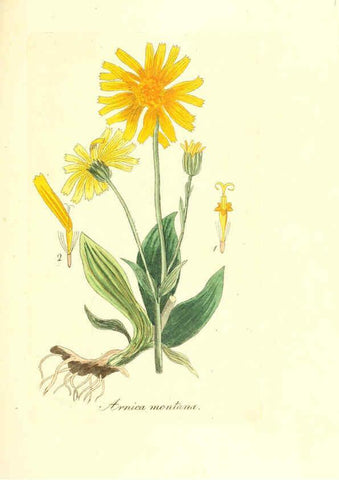 Reproducción/Reproduction 6031999619: Flora medica, oder, Abbildung der wichtigsten officinellen Pflanzen Jena,August Schmid,1831 [i.e. 1829-1831] 