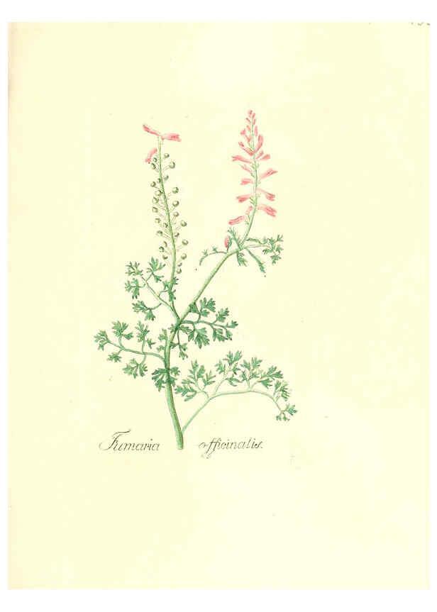 Reproducción/Reproduction 6032558950: Flora medica, oder, Abbildung der wichtigsten officinellen Pflanzen Jena,August Schmid,1831 [i.e. 1829-1831] 