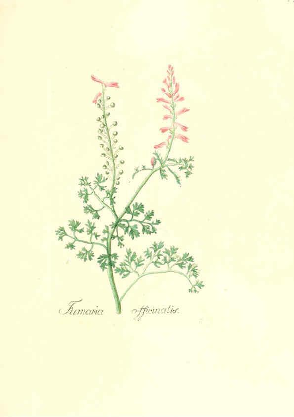 Reproducción/Reproduction 6032558950: Flora medica, oder, Abbildung der wichtigsten officinellen Pflanzen Jena,August Schmid,1831 [i.e. 1829-1831] 