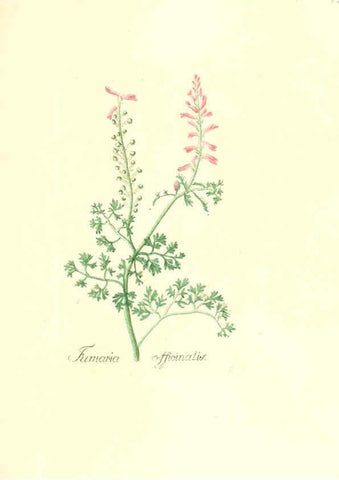 Reproducción/Reproduction 6032558950: Flora medica, oder, Abbildung der wichtigsten officinellen Pflanzen Jena,August Schmid,1831 [i.e. 1829-1831] 