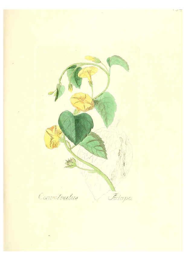 Reproducción/Reproduction 6032000055: Flora medica, oder, Abbildung der wichtigsten officinellen Pflanzen Jena,August Schmid,1831 [i.e. 1829-1831] 