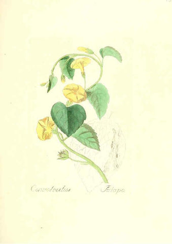 Reproducción/Reproduction 6032000055: Flora medica, oder, Abbildung der wichtigsten officinellen Pflanzen Jena,August Schmid,1831 [i.e. 1829-1831] 