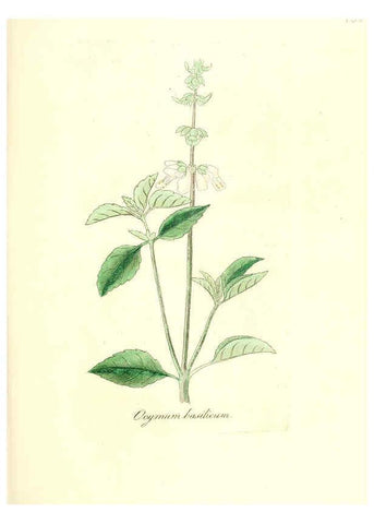 Reproducción/Reproduction 6032000225: Flora medica, oder, Abbildung der wichtigsten officinellen Pflanzen Jena,August Schmid,1831 [i.e. 1829-1831] 