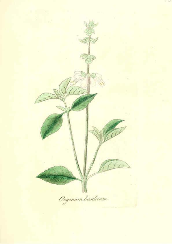 Reproducción/Reproduction 6032000225: Flora medica, oder, Abbildung der wichtigsten officinellen Pflanzen Jena,August Schmid,1831 [i.e. 1829-1831] 