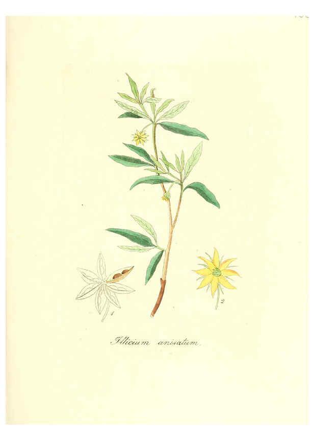 Reproducción/Reproduction 6032000411: Flora medica, oder, Abbildung der wichtigsten officinellen Pflanzen Jena,August Schmid,1831 [i.e. 1829-1831] 