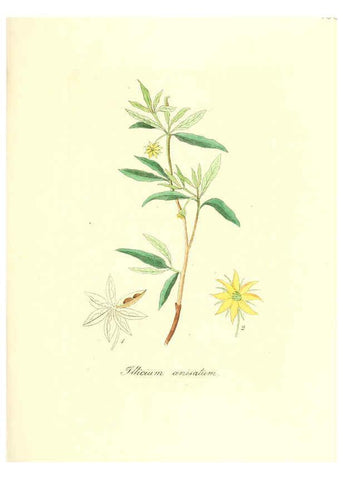 Reproducción/Reproduction 6032000411: Flora medica, oder, Abbildung der wichtigsten officinellen Pflanzen Jena,August Schmid,1831 [i.e. 1829-1831] 