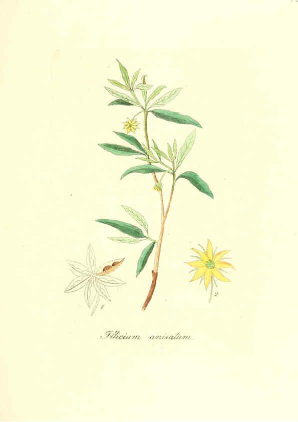 Reproducción/Reproduction 6032000411: Flora medica, oder, Abbildung der wichtigsten officinellen Pflanzen Jena,August Schmid,1831 [i.e. 1829-1831] 