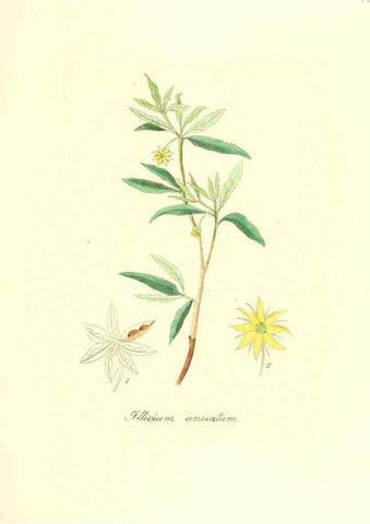 Reproducción/Reproduction 6032000411: Flora medica, oder, Abbildung der wichtigsten officinellen Pflanzen Jena,August Schmid,1831 [i.e. 1829-1831] 