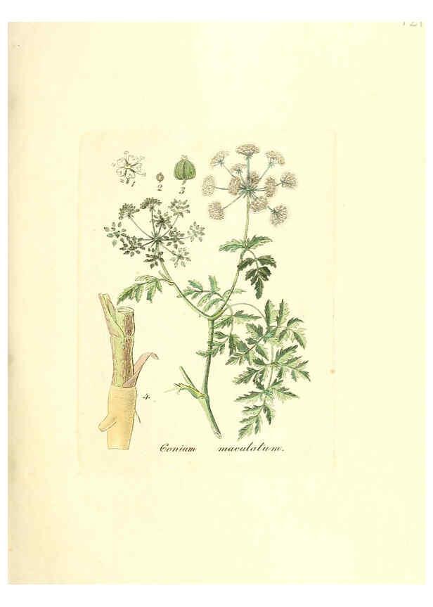 Reproducción/Reproduction 6031997227: Flora medica, oder, Abbildung der wichtigsten officinellen Pflanzen Jena,August Schmid,1831 [i.e. 1829-1831] 