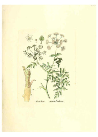 Reproducción/Reproduction 6031997227: Flora medica, oder, Abbildung der wichtigsten officinellen Pflanzen Jena,August Schmid,1831 [i.e. 1829-1831] 