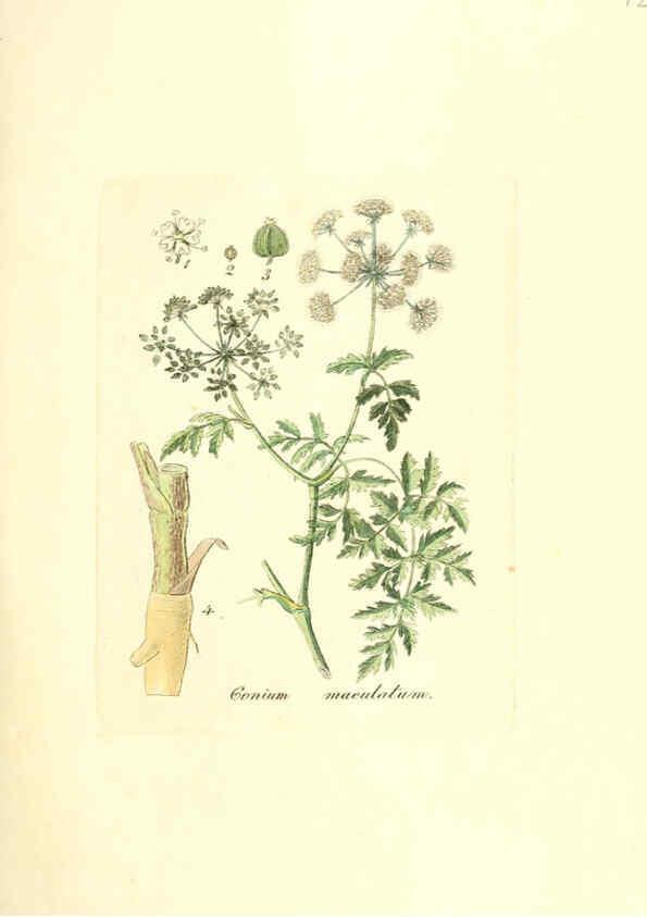Reproducción/Reproduction 6031997227: Flora medica, oder, Abbildung der wichtigsten officinellen Pflanzen Jena,August Schmid,1831 [i.e. 1829-1831] 