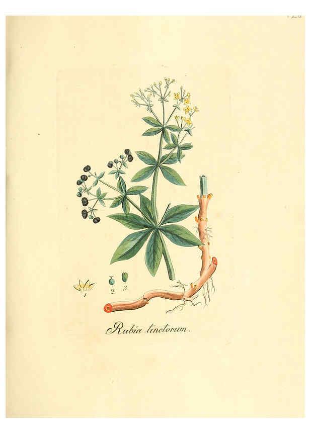 Reproducción/Reproduction 6032556100: Flora medica, oder, Abbildung der wichtigsten officinellen Pflanzen Jena,August Schmid,1831 [i.e. 1829-1831] 