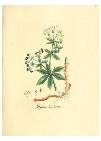 Reproducción/Reproduction 6032556100: Flora medica, oder, Abbildung der wichtigsten officinellen Pflanzen Jena,August Schmid,1831 [i.e. 1829-1831] 